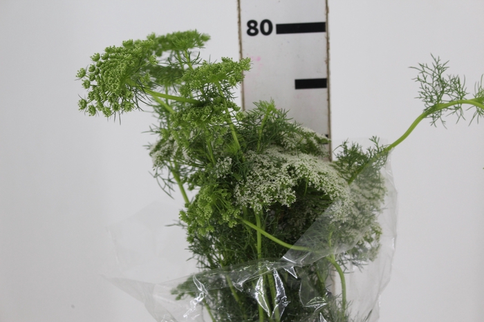 <h4>AMMI MAJUS 070 CM</h4>