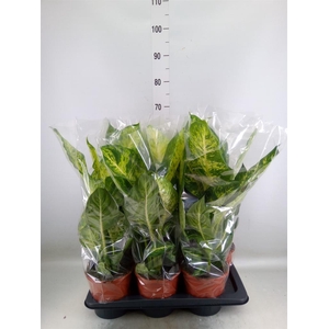 Dieffenbachia  'Mars'