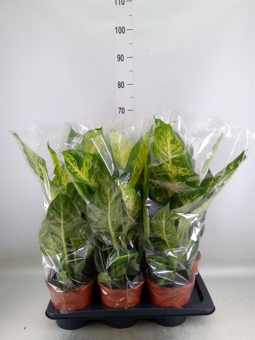 <h4>Dieffenbachia  'Mars'</h4>