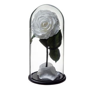 Dome Aurora Whi01 Bulk