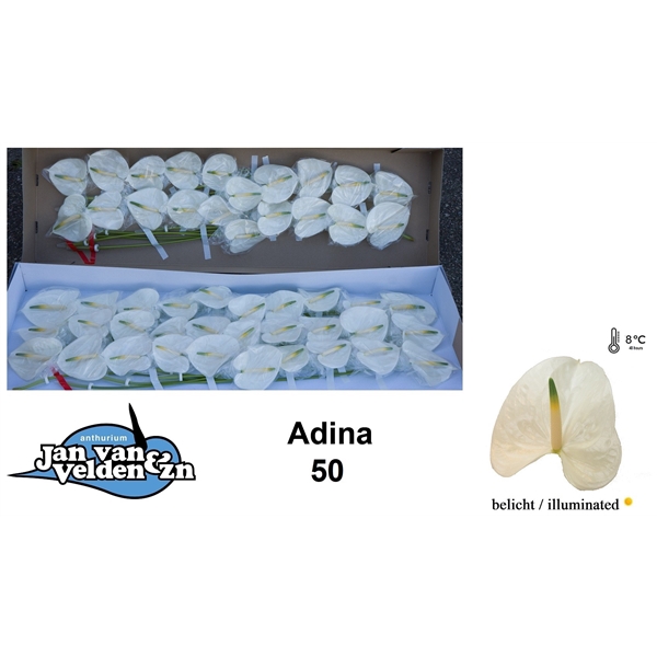 <h4>Adina 50</h4>