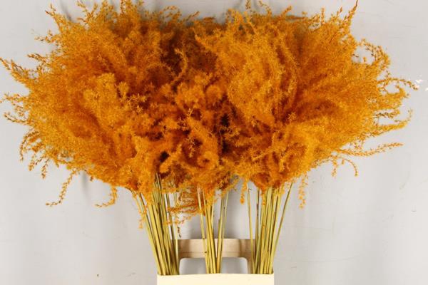 <h4>Df Miscanthus 90cm Orange</h4>