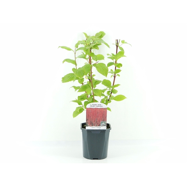 <h4>Cornus alba Sibirica</h4>