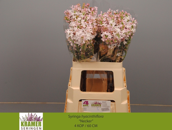 <h4>SYR HY NECKER</h4>