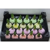Wax Hyacinth Snow Mix
