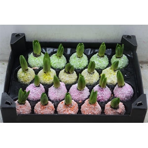 Wax Hyacinth Snow Mix