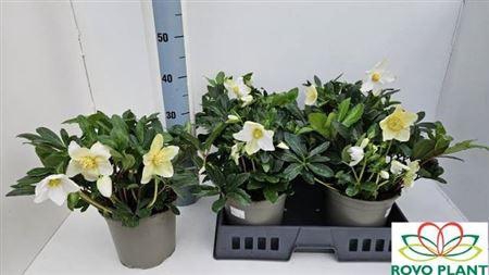 Hell Ni Happy Day 10 Bloemen+