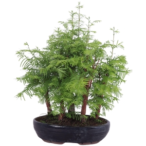 Outdoor Bonsai Metasequoia Forest ø26cm oval pot
