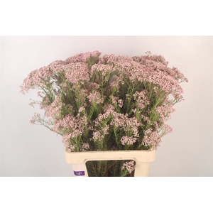 Ozoth Cooks Tall Pink