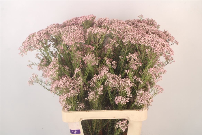 <h4>Ozoth Cooks Tall Pink</h4>