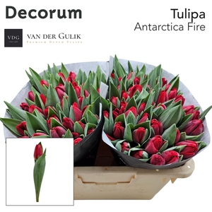 TU EN ANTARCTIC FIRE