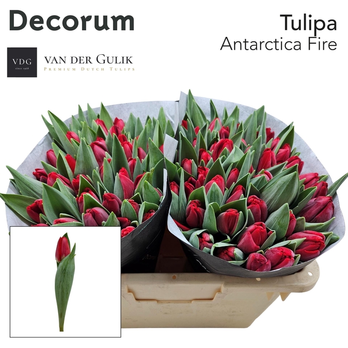 <h4>TU EN ANTARCTIC FIRE</h4>