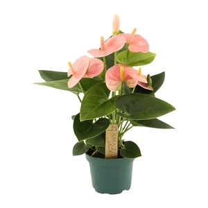 Anthurium Spirit 9cm