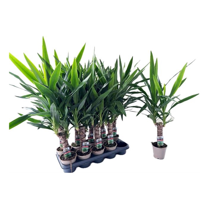 <h4>Yucca 12Ø 60cm 2Head</h4>