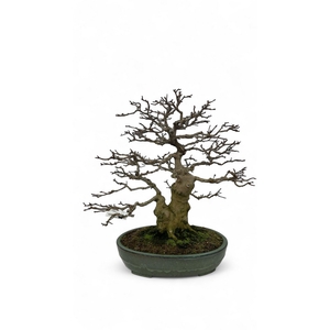 Acer buergerianum, pot 46cm. Height 65cm. (single item)