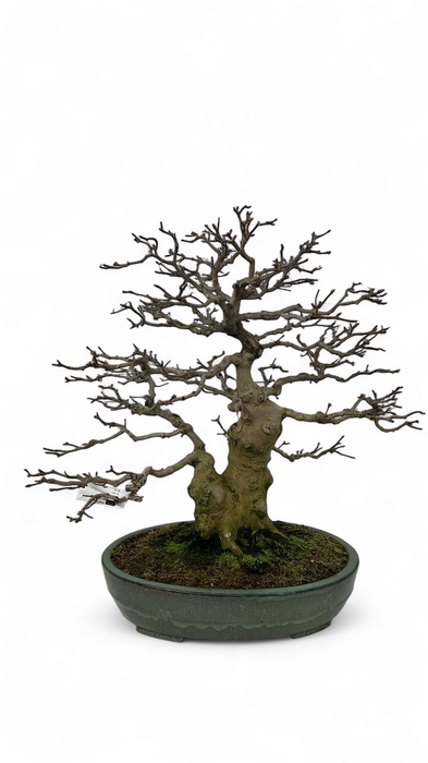 <h4>Acer buergerianum, pot 46cm. Height 65cm. (single item)</h4>