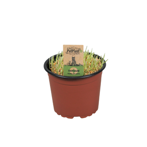 Triticum Kattengras PetPlant