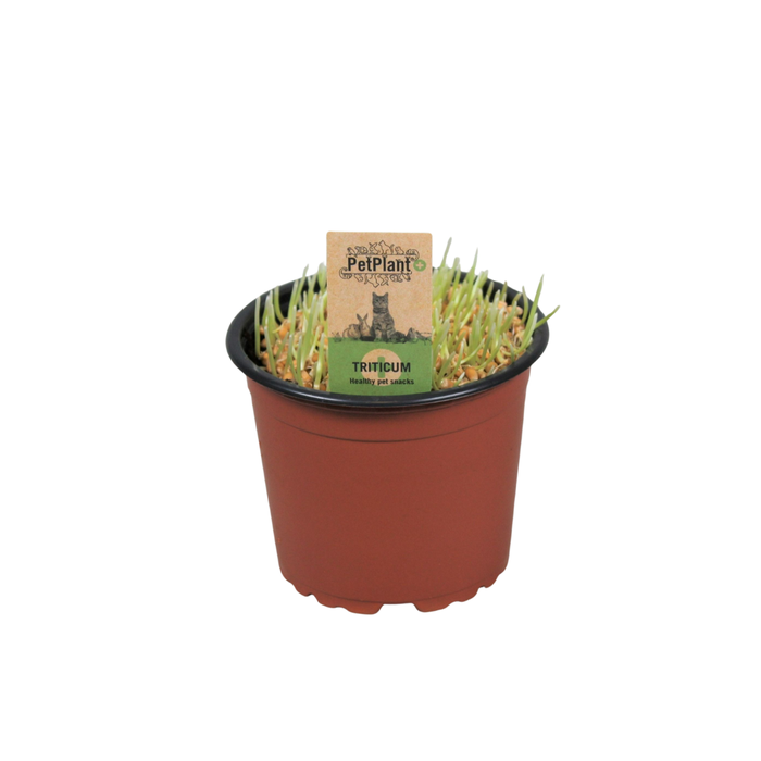 <h4>Triticum Kattengras PetPlant</h4>