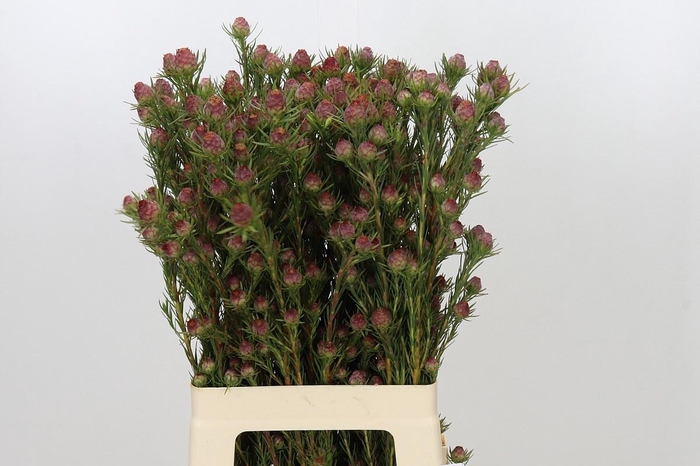 <h4>LEUCAD JUBILEE CROWN</h4>