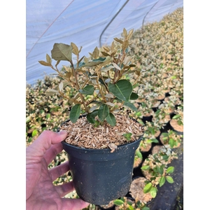 Elaeagnus ebbengei 'Compacta'