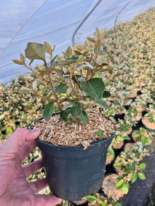 <h4>Elaeagnus ebbengei 'Compacta'</h4>