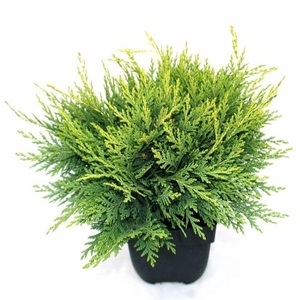 Chamaecyparis lawsoniana 'Sunkist' P17