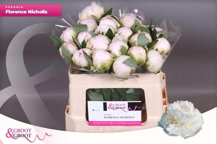 <h4>Paeonia Florence Nicholls | Heavy Quality</h4>