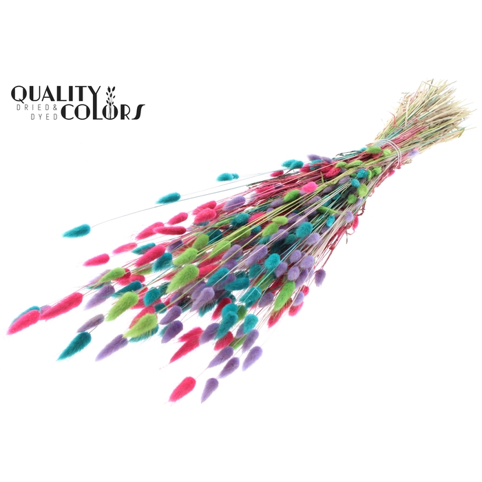 <h4>Lagurus per bunch Colourful 7</h4>