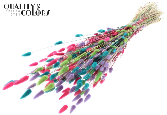 <h4>Lagurus per bunch Colourful 7</h4>
