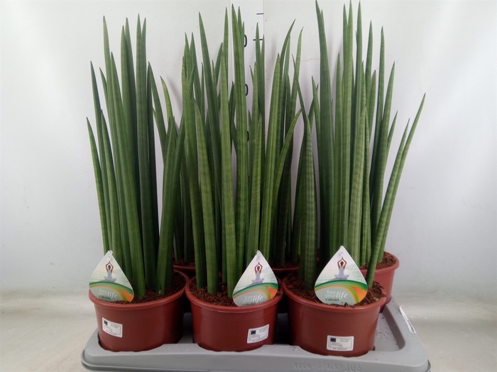 <h4>Sansevieria cyl.  ...</h4>