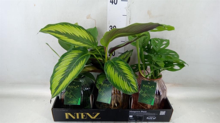 <h4>Planten  ..mix</h4>