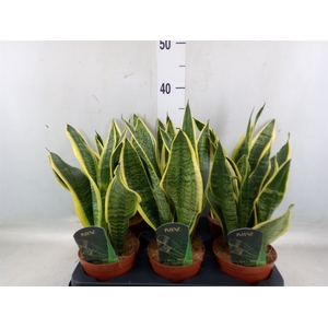 Sansevieria trifa. 'Futura Superba'