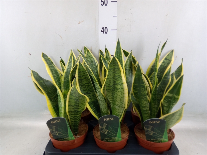 <h4>Sansevieria trifa. 'Futura Superba'</h4>