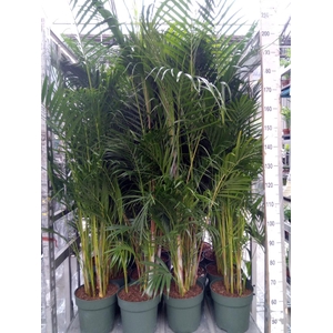 Dypsis lutescens   ...Chrysalidoca