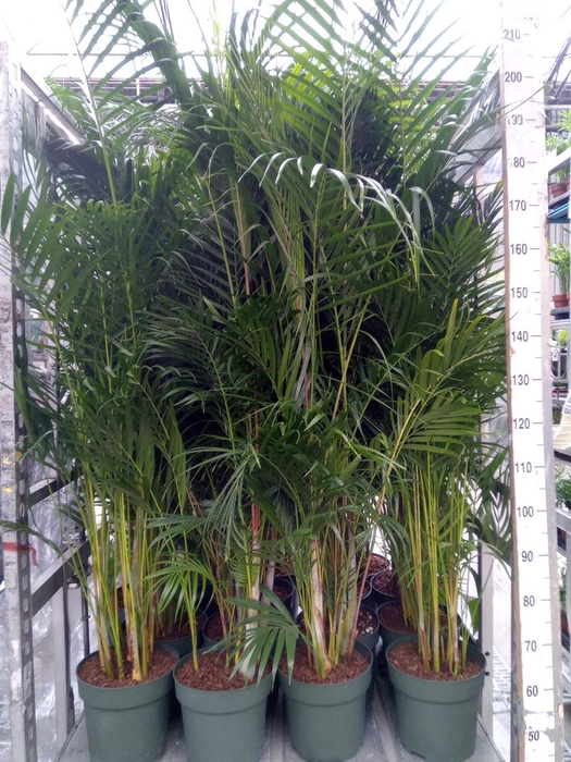 <h4>Dypsis lutescens   ...Chrysalidoca</h4>