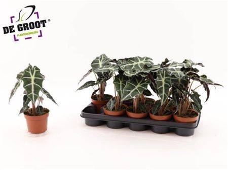 <h4>Alocasia 'Polly'</h4>