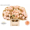 Rosa Spray Garden Julietta Honey