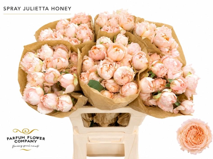 Rosa Spray Garden Julietta Honey