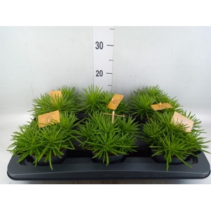Senecio archeri 'Himalaya'