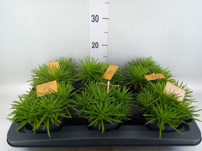 <h4>Senecio archeri 'Himalaya'</h4>