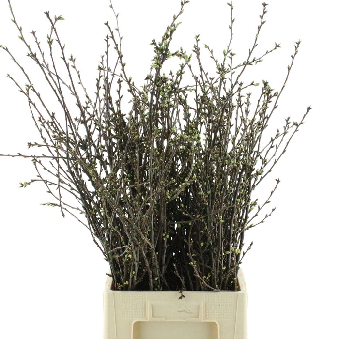 <h4>Kersenbloesem P Bos</h4>