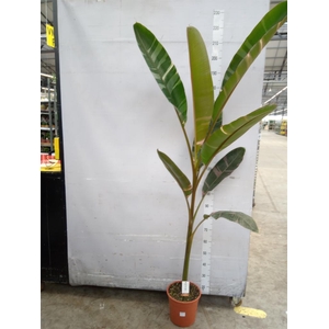 Musa ...