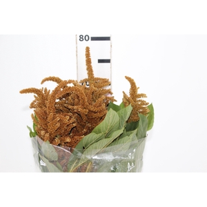 AMARANTHUS DOURADO 070 CM