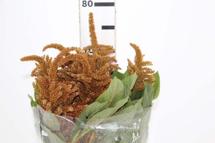 <h4>AMARANTHUS DOURADO 070 CM</h4>