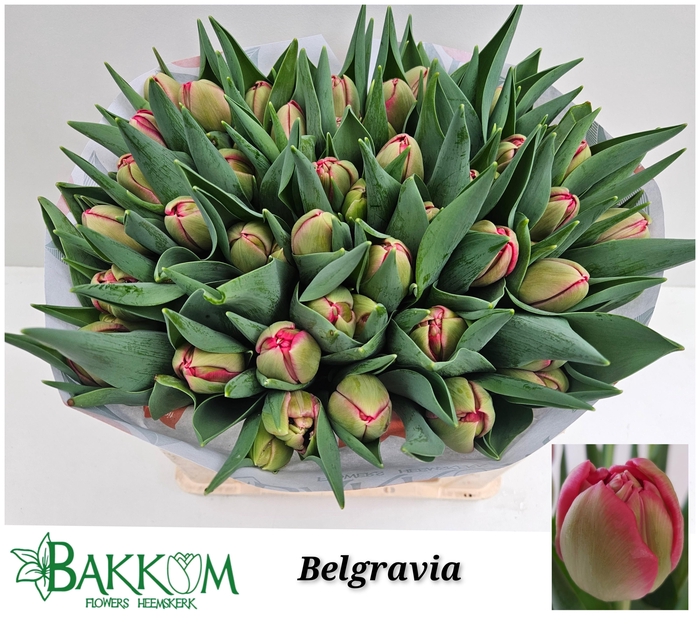 <h4>TU DU BELGRAVIA</h4>