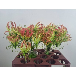 GLORIOSA ROTHSCHILD