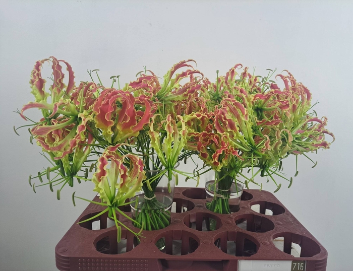<h4>GLORIOSA ROTHSCHILD</h4>