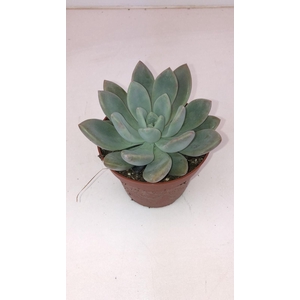 Echeveria Oviferum
