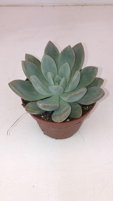 <h4>Echeveria Oviferum</h4>