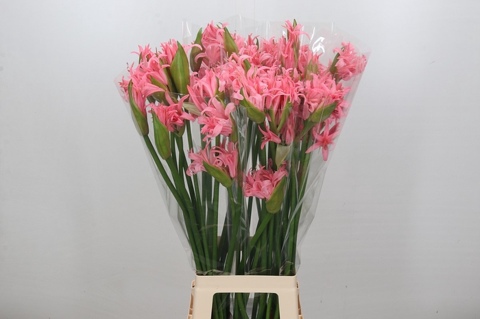 Nerine Helene